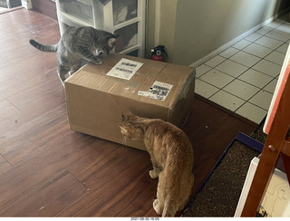 979 a16. cats Potato and Max inspect a new box
