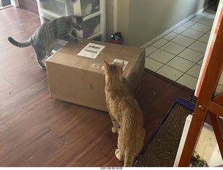 980 a16. cats Potato and Max inspect a new box
