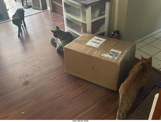 982 a16. cats Potato and Max inspect a new box