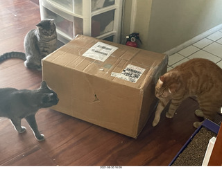 986 a16. cats Potato and Max inspect a new box with cat Devin