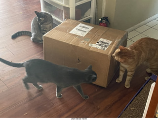 987 a16. cats Potato and Max inspect a new box with cat Devin