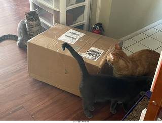 988 a16. cats Potato and Max inspect a new box with cat Devin