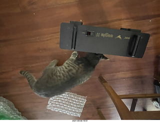 cat Potato inspecting Ealge 11 amplifier