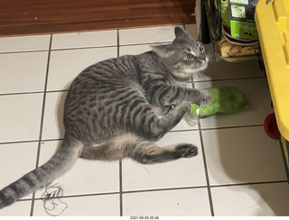 cat Potato assaulting my socks