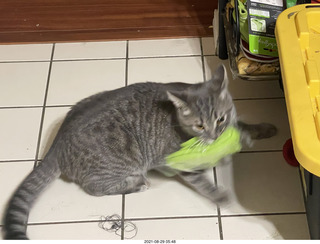 cat Potato assaulting my socks