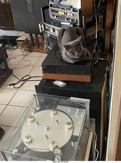 my cat Jane on my Linn turntable