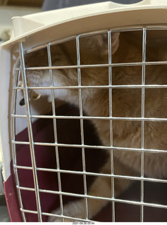 1014 a17. my cat Max on the way to the vet