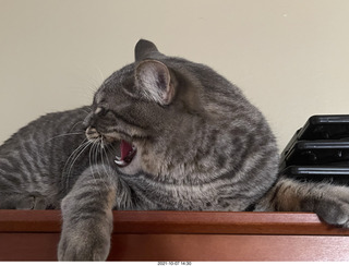 cat Potato