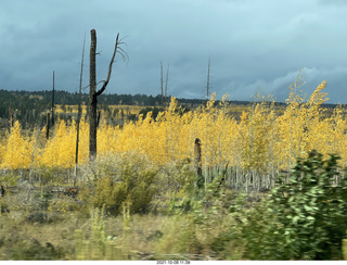 drive to North Rim - aspens turning yellow