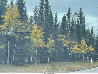 drive to North Rim - yellow aspens