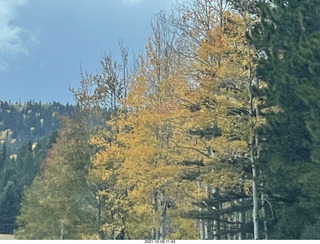 drive to North Rim - yellow aspens