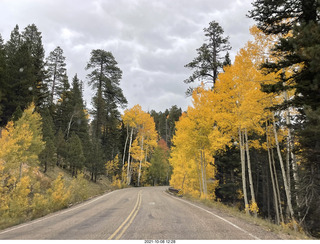 drive to North Rim - yellow aspens