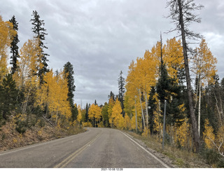 drive to North Rim - yellow aspens