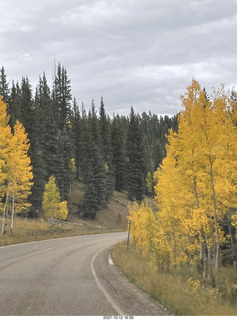 drive to North Rim - yellow aspens