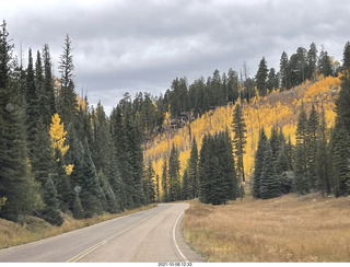 drive to North Rim - yellow aspens