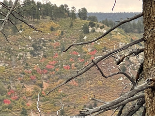 drive to North Rim - yellow aspens