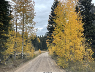 drive to North Rim - yellow aspens