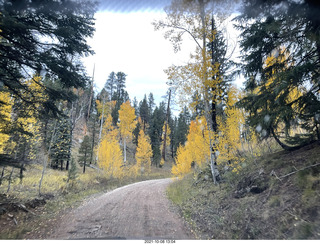 152 a18. Grand Canyon North Rim - yellow aspens