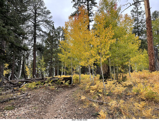 181 a18. Grand Canyon North Rim - Widforss Trail