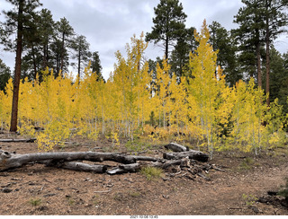 186 a18. Grand Canyon North Rim - Widforss Trail - yellow aspens