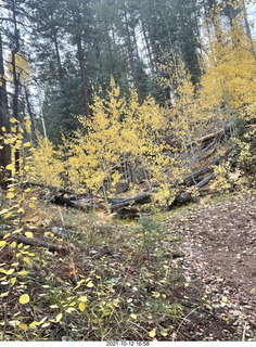 206 a18. Grand Canyon North Rim - Widforss Trail - yellow aspens