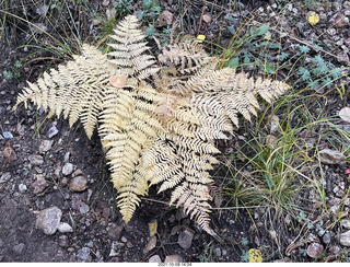 Grand Canyon North Rim - Widforss Trail - brown ferns