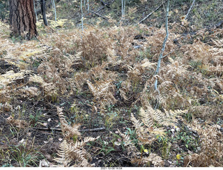 217 a18. Grand Canyon North Rim - Widforss Trail - brown ferns