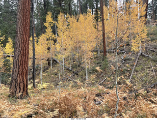 Grand Canyon North Rim - Widforss Trail - yellow aspens