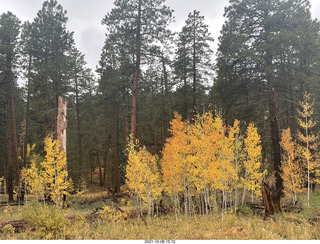 Grand Canyon North Rim - Widforss Trail - yellow aspens