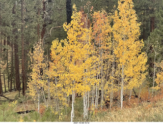 Grand Canyon North Rim - Widforss Trail - yellow aspens