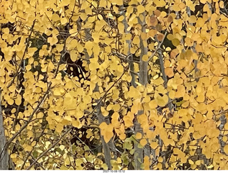 264 a18. Grand Canyon North Rim - Widforss Trail - yellow aspen leaves