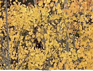 265 a18. Grand Canyon North Rim - Widforss Trail - yellow aspen leaves