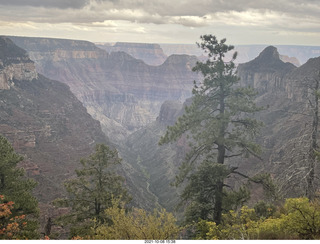 Grand Canyon North Rim - Widforss Trail - yellow aspens