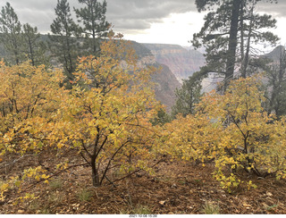 276 a18. Grand Canyon North Rim - Widforss Trail - vista view - yellow aspens