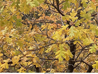 Grand Canyon North Rim - Widforss Trail - green-yellow maple leaves