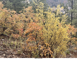 Grand Canyon North Rim - Widforss Trail - green-yellow maple trees