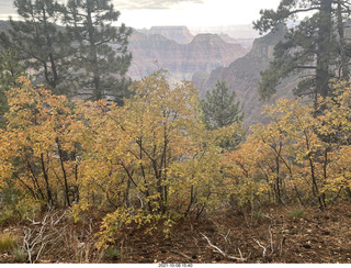 279 a18. Grand Canyon North Rim - Widforss Trail - green-yellow maple trees