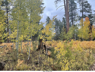 Grand Canyon North Rim - Widforss Trail - green-yellow maple trees