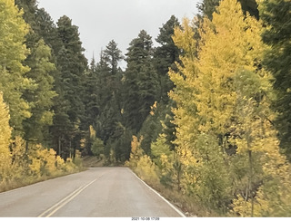 293 a18. drive to Kanab - yellow aspen trees