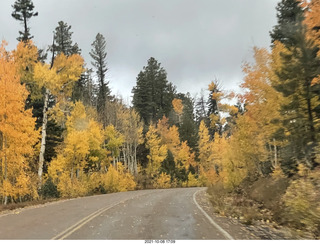 drive to Kanab - yellow aspen trees