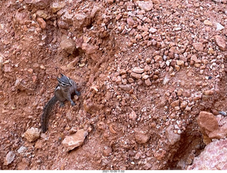 145 a18. Bryce Canyon - Peekaboo hike - chipmunk