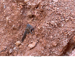 146 a18. Bryce Canyon - Peekaboo hike - chipmunk