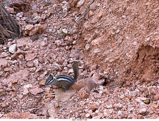 Bryce Canyon - Peekaboo hike - chipmunk