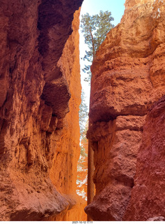 Bryce Canyon - Wall Street hike - very patient tree