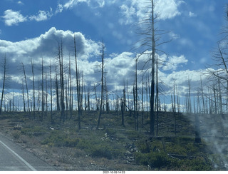 201 a18. Bryce Canyon drive - burnt trees