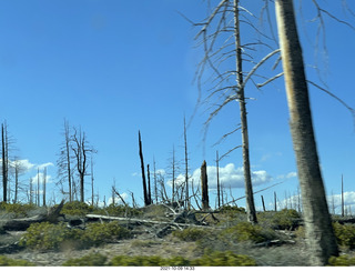 Bryce Canyon drive - burnt trees