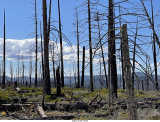 Bryce Canyon drive - burnt trees