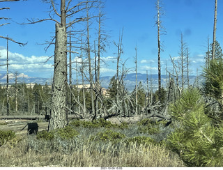 227 a18. Bryce Canyon drive - burnt trees