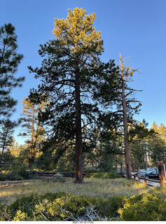 64 a18. Bryce Canyon trees