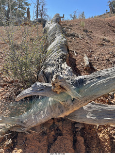 156 a18. Bryce Canyon Fairyland Trail hike - twisted tree